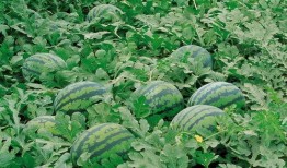 718娱乐吃瓜入口,一场吃瓜盛宴背后的真相与内幕